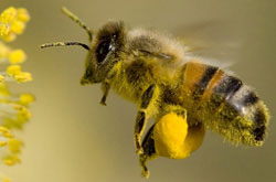 cum se mărește penisul de către albine drăguță cu penisuri